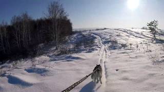 Скиджоринг с хаски JACK