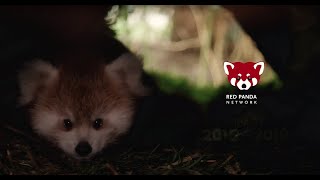 5-Year Impact Video