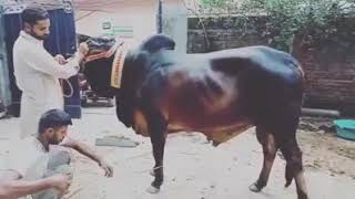Beautiful cow qurbani in Gohadpur| new best 2018