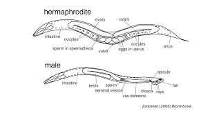 Caenorhabditis briggsae sexes