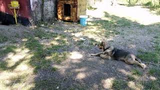 The cat steals Gigi's food