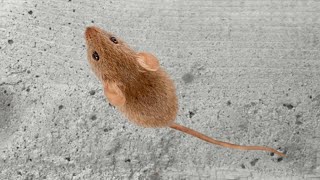 Mouse on Screen for Cats – Mouse runs, hides and squeaks. Mice Video for Cats to Watch (1 hour)