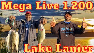 Humminbird Mega Live 1.200 and Mega 360 Catches fish! Mega Live SECRETS no one is telling you!