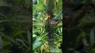 6 minutes of peace