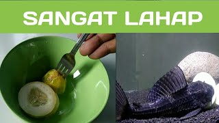 Buah Favorit Ikan Sapu-Sapu