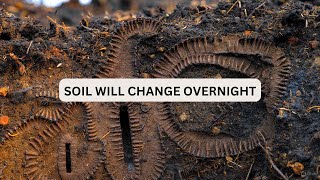 These “Invisible” Earthworms Transformed My Soil In No Time