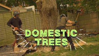 UK Tree Job Domestic Willow Removal