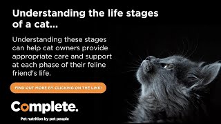 Understanding the Life Stages of a Cat