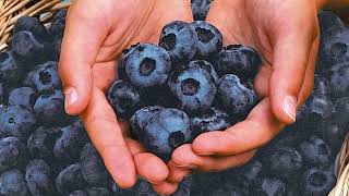 Tha Blueberries Walking Around Havertown You Know Cali Inspired Rick Reinhart (2026)