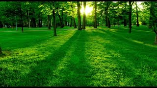 Relaxing Music for Stress Relief | Piano and Guitar