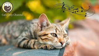 Peaceful Music to Relax and Calm Cats - Harp Music that Gives Comfort to Cats