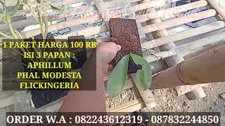 PROMO AKHIR RAMADHAN 100 RB DAPAT 3 PAPAN ANGGREK DAN STOK TERBATAS