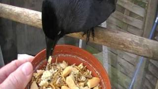 Jackdaw keeps coming back..
