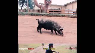 Zlord Zlatan - GIDA (trailer)