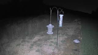 Fox on Camera