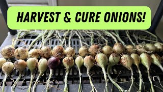 Container Grown Onions 🧅🧅Harvesting & Curing Tips for Cold Climate Gardeners
