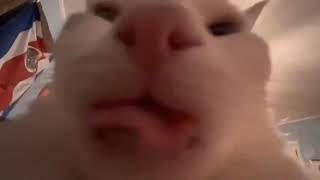 A cat