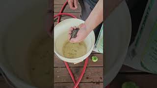 Bottom rot on tomatoes