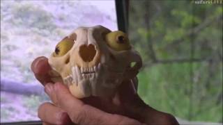 Safari Live : James introduces Jamie to his friend Simon the Serval ( Funny ) Jan 29, 2017