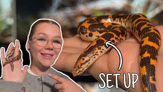 The ULTIMATE Kenyan Sand Boa Set Up... | 2025