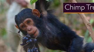 Chimp Trekking in Tanzania