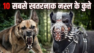10 Most Dangerous Dog Breeds in the World