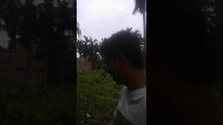 Syukur gazali kebun pucuk ubi
