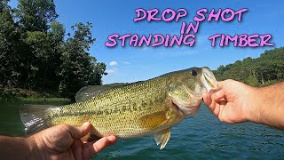 Finesse Bass Fishing in Standing Timber (Summer Drop Shot)