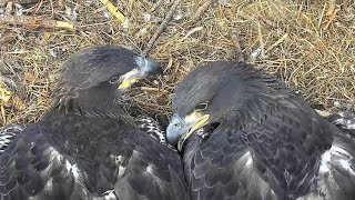 AEF-NEFL Eagles ~ Sweet Siblings ~ 02·16·18