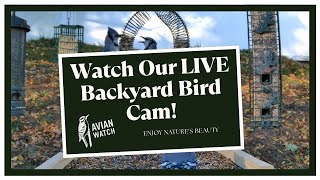 LIVE Backyard Bird Cam - Massachusetts, USA - Avian Watch