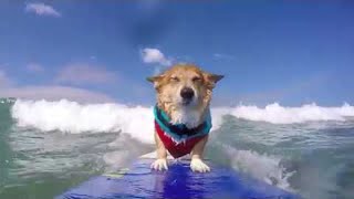 Surfing Corgi || ViralHog