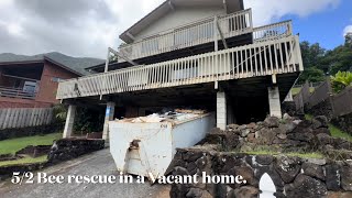 Bee rescue in a Vacant home! | LIVE BEE RESCUE | Honeybeerescue808