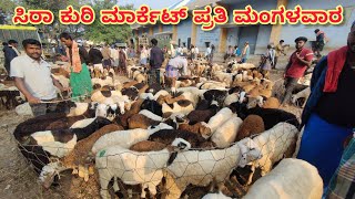 ಸಿರಾ ಕುರಿ ಮಾರ್ಕೆಟ್ ಪ್ರತಿ ಮಂಗಳವಾರ ಸಾಕಾಣಿಕೆ ಕುರಿಮರಿ Sira Sheep Market