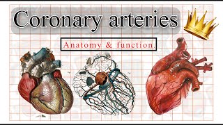 Coronary arteries 👑| Anatomy & function.