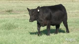 Lot 4 Angus Heifer