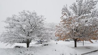 Winter Leaves