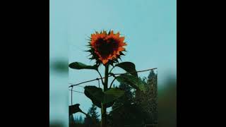 Infamous Tez - “Sunflower Field” (prod. by Docent)
