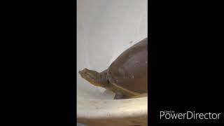 My little tortoise