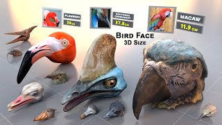 Birds Face size Comparison | Size comparison