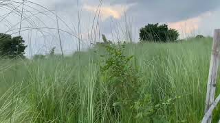 কাঁশফুল গুলো…