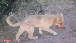 The puppy eats grape leaves