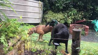 Dog play