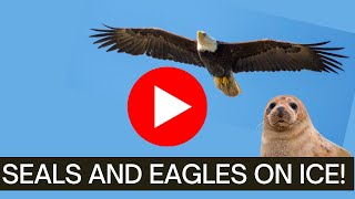 Eagles and Seals Are Nice On Ice