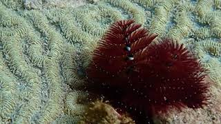 Coral City Action Cam | Christmas Tree Worms in Brain Coral | 7.31.2021