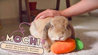 🐰🥕💤The Easy Way to Calm Your Bunny Down in 5 Minutes