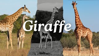 Graceful Giraffes in 4K - Relaxing Wildlife Video with Soothing Music