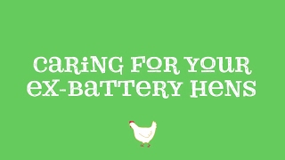 Mother Hen Tips - Caring for Ex-Battery Hens