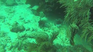 big lionfish on looe key