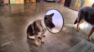 1 year old SISSI wearing E-Collar after Spay Surgery & SUNNY (9 years old)  5-2018