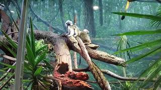 Cotton Top Tamarin